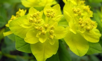 Euphorbia - típusok, tulajdonságok, ültetés, tenyésztés, gondozás