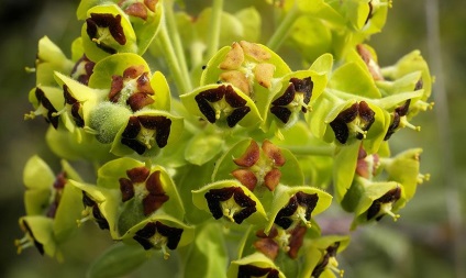 Euphorbia - típusok, tulajdonságok, ültetés, tenyésztés, gondozás