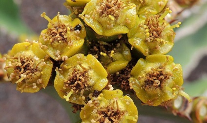 Euphorbia - típusok, tulajdonságok, ültetés, tenyésztés, gondozása (tulajdonságok) Euphorbia - típusok, tulajdonságok, ültetés, tenyésztés, gondozás