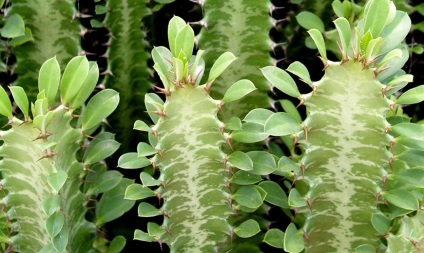 Euphorbia - típusok, tulajdonságok, ültetés, tenyésztés, gondozás