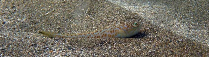 Marine sárkány - veszélyes hal, található a Fekete-tenger