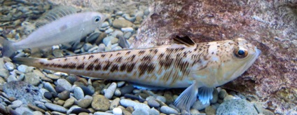 Marine sárkány - veszélyes hal, található a Fekete-tenger