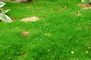 Moss a gyepen - tanácsot greensad (gyep) Moss a gyepen - tanácsot greensad