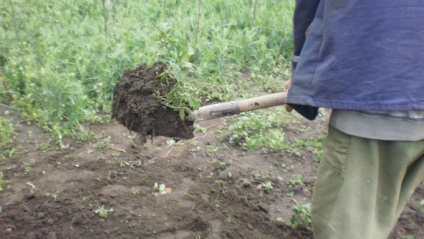 Számíthatunk az aratás az őszi nem ásott burgonya