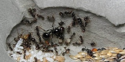 Ant Farm otthon és az irodában -, hogyan kell kiválasztani, hogy mit kell etetni a hangyák, és hogyan kell megfelelően gondoskodni