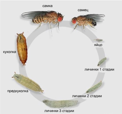 A Drosophila és szerepe a tudomány