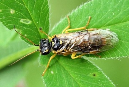 Drosophila (muslica) fotók, sokan élnek, mint ott, ahol a megtett