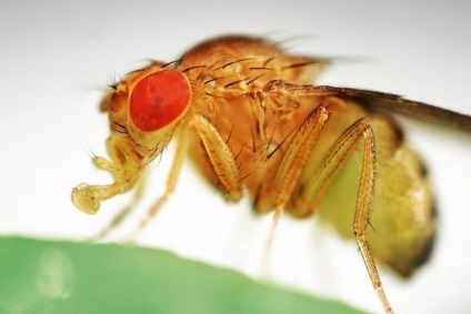 Drosophila (muslica) fotók, sokan élnek, mint ott, ahol a megtett