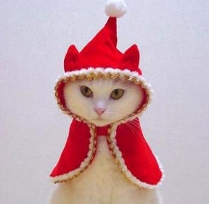 Karácsonyi jelmezek macskák - Szfinx krysik