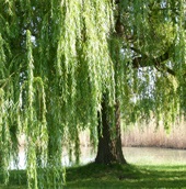 Metszés Willow - szolgáltató cég promalpstroy