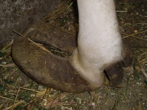 Metsző patái tehenek, a gazdaság hazai