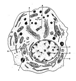 Az általános szerkezet egy állati sejt, citológia