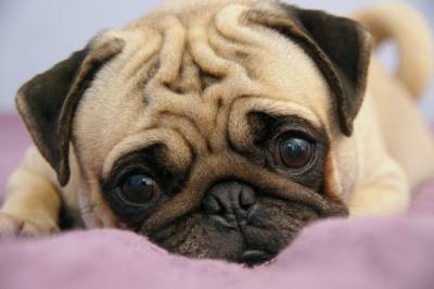 Mintegy mopsz (virslik) Mintegy Pug