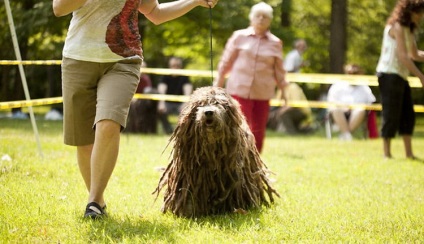 Leírás A Bergamo juhászkutya tenyészet (Bergamasco) áttekinti a tulajdonosok és fotók