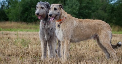 Leírás kutyák ír farkaskutya tulajdonosok véleménye, képek és videó