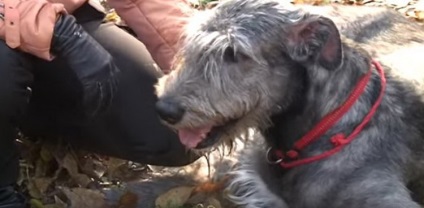 Leírás kutyák ír farkaskutya tulajdonosok véleménye, képek és videó