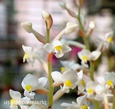 Orchid ludiziya hasznos szobanövények