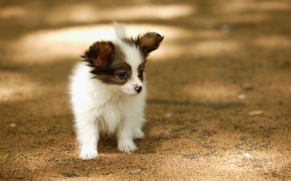 Papillon vagy Papillon fotók Papillon