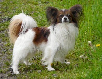 Papillon vagy Papillon fotók Papillon