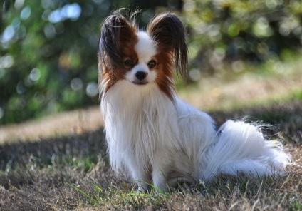 Papillon vagy Papillon fotók Papillon