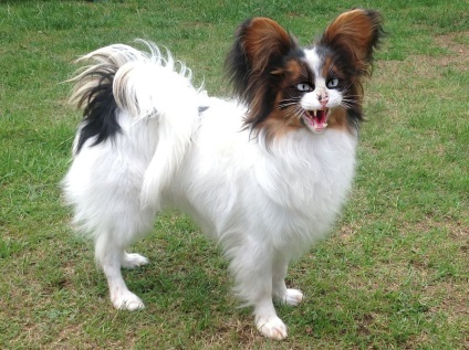 Papillon vagy Papillon fotók Papillon (kép) Papillon vagy Papillon fotók Papillon