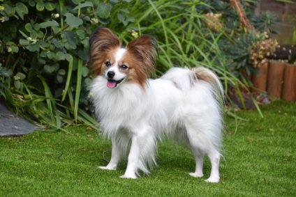 Papillon vagy Papillon fotók Papillon