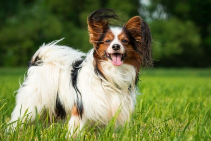 Papillon vagy Papillon fotók Papillon