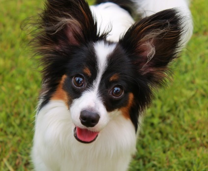 Papillon vagy Papillon fotók Papillon