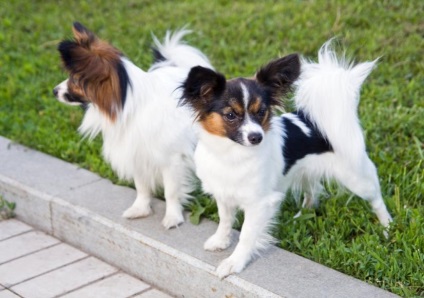 Papillon vagy Papillon fotók Papillon