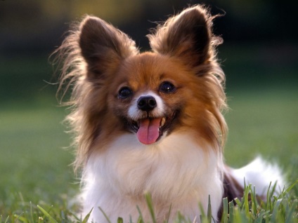Papillon vagy Papillon fotók Papillon (Papillon) Papillon vagy Papillon fotók Papillon