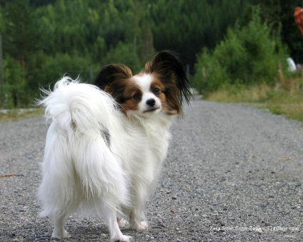 Papillon vagy Papillon fotók Papillon