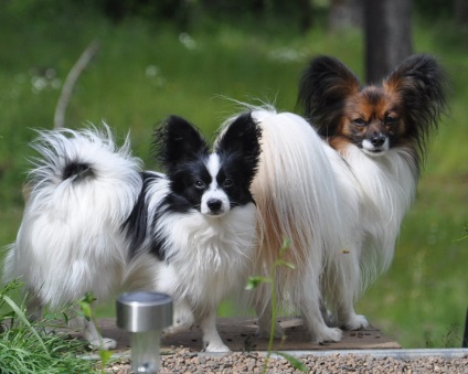 Papillon vagy Papillon fotók Papillon (kép) Papillon vagy Papillon fotók Papillon