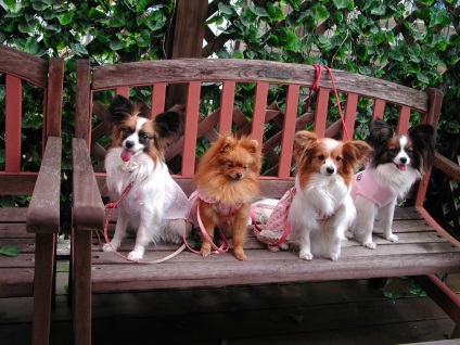 Papillon (Continental Toy Spaniel) fotó, leírás és jellege a fajta