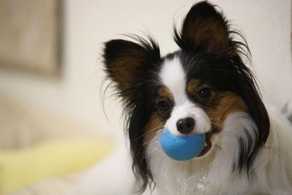 Papillon (Continental Toy Spaniel) fotó, leírás és jellege a fajta