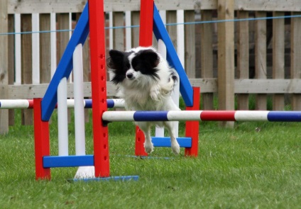 Papillon (Continental Toy Spaniel) fotó, leírás és jellege a fajta