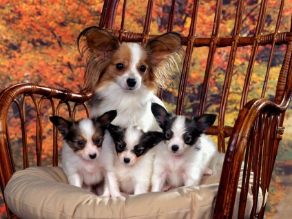 Papillon (Continental Toy Spaniel) fotó, leírás és jellege a fajta