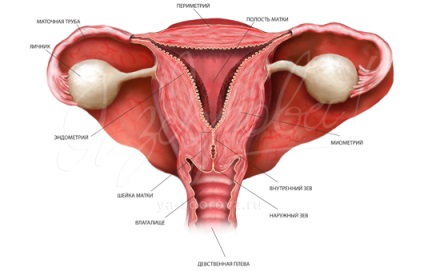 Patológiai a méh, endometriális hiperplázia