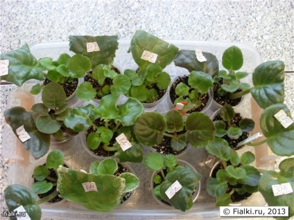 Transzplantációs lapszabászat gyerekekkel, ibolya (Saintpaulia) (lila) Transzplantációs lapszabászat gyerekekkel, ibolya (Saintpaulia)