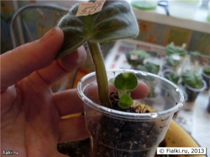 Transzplantációs lapszabászat gyerekekkel, ibolya (Saintpaulia) (lila) Transzplantációs lapszabászat gyerekekkel, ibolya (Saintpaulia)