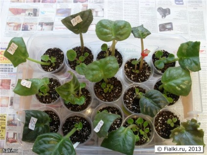 Transzplantációs lapszabászat gyerekekkel, ibolya (Saintpaulia) (lila) Transzplantációs lapszabászat gyerekekkel, ibolya (Saintpaulia)