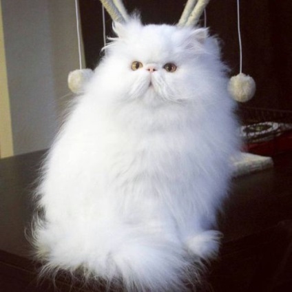Perzsa macska fajta leírás, vélemények, ár, fotó és videó
