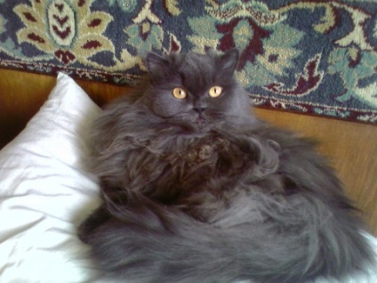 Perzsa macska fajta leírás, vélemények, ár, fotó és videó