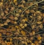 Tansy kezelés Tansy (Tansy) Tansy tansy kezelés