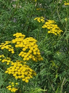Tansy kezelés Tansy (Tansy) Tansy tansy kezelés
