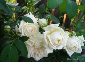 Hegymászás rózsa gondozása idősebb növények, különösen ültetés új cserjék, metszés és harisnyakötő