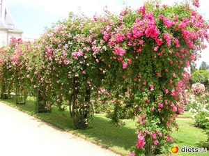 Hegymászás rózsa gondozása idősebb növények, különösen ültetés új cserjék, metszés és harisnyakötő