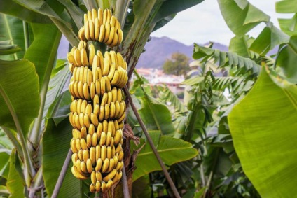 Miért a banán és a padlizsán - bogyók és szamóca és a málna