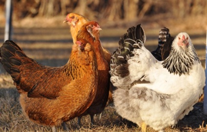 Miért és mit kell tenni, ha a nyári csirkék gyengén vagy egyáltalán nem rohanás Photo & Video