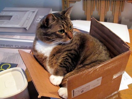 Miért macskák, mint a dobozok és a csomagok egyszerű a válasz:
