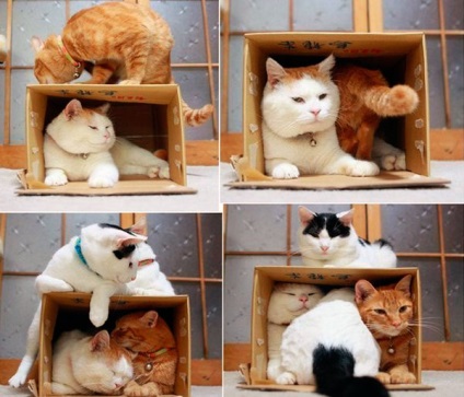 Miért macskák, mint a dobozok és a csomagok egyszerű a válasz: